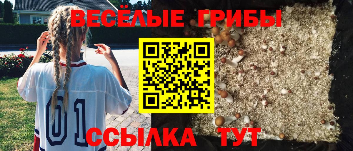 Галлюциногенные грибы Psilocybine cubensis Нововоронеж